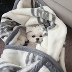 [세븐틴] <b>부끄</b>