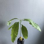 [<b>식물</b>] [+추가2] 집에서 나무를 키우는 것이 재미있어요!!