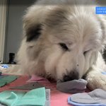 <그레이트 피레니즈> <b>심바</b>의 성장일기 - 15