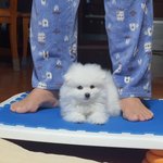 [동물사랑] 강아지도 <b>무발목</b>이 있어??