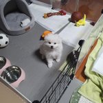 [동물사랑] 새로운 장난감 <b>사다</b>줬는데