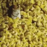 [방탄소년단] 5살지민이보다 5명 지민이를 원했던 윤기에게