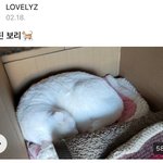 아마도 브이앱 신기록일 것 같은 아이돌