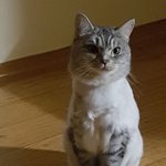 [고양이일상] 똥고양이 <b>복순</b>이