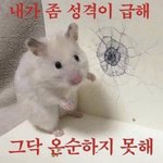 [댓글부탁해] 본진 반려<b>동물</b> 자랑대회