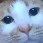 [고양이<b>젤리</b>] 고양이 "<b>젤리</b>"를 찾습니다...(도움이 필요합니다)