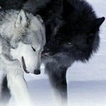 [추반] 친구 <b>생선</b> 골라주라