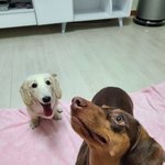 [강아지] 저희 집 초코 <b>쿠키</b>를 소개합니다!!