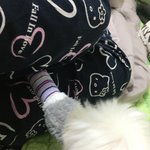 아 나 우리집개 놀리는 게 너무 재밋<b>어이</b>