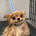 [NCT즌] <b>이</b> <b>강아지</b> 나재민 닮음