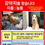 [강아지] 강아지를 찾습니다.