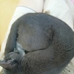 [고양이] 몇년이 <b>지나</b>도 잃어버린 고양이가 보고싶어요