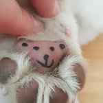 우리 <b>심바</b> 구경하세용