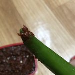<b>청양</b>고추 ㅈㄴ맛있다...