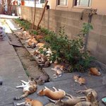 [댓글부탁해] 스미마셍데시타