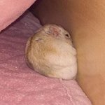 [방탄소년단] 정<b>구기</b>가 왔었어..?