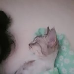 똥고양이 <b>복순</b>이2