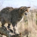 <b>Bhc</b>에서 치킨무하고 캔콜라 공짜로 안 줌??