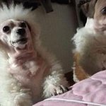 [애견미용] 거란<b>족</b>컷트된 강아지