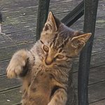 [무한분열] 이족<b>보행</b> 고양이