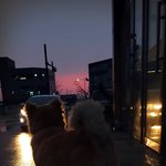 우리 개 <b>갬성</b>사진 보구가요