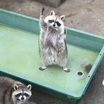 예전에 심심해서 <b>달방</b>보기 시작했었는데