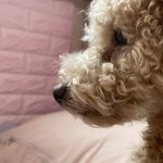 강아지 <b>콧물</b> 흘리는 사진 공유할 사람....//