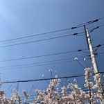 [더보이즈] 빨리 벚꽃 폈으면 좋겠다