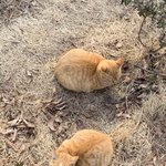 애기<b>식빵</b> 두개 굽는중