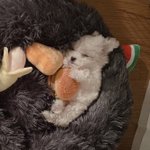 [NCT즌] <b>성장</b>이란 뭘까...? ㅎㅏ...