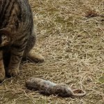 [무한분열] ㅅㄷ) 얘들아 아기<b>야옹</b>이 쥐잡았다