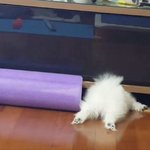 <b>종이컵</b>에 진심인 강아지