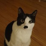 [꼭조언부탁] 고양이 암매장해놓고 거짓말 한 경비원들