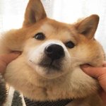 치명적 <b>볼살</b> 때문에 피곤한 댕댕이들