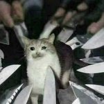 [댓글부탁해] 왜 연옌들한테 옷 <b>협찬</b>주는지 피부로느낌