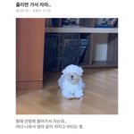 나도 멈<b>머이</b> 키우고싶다.