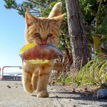 섬냥이들의 먹고 사는법(<b>feat</b>.사냥법)