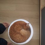 [고양이] 디뎌 터졌어요ㅠㅠ