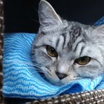 [고양이] 똥고양이 <b>복순</b>이 3