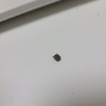 초코<b>틴틴</b>에서 돌가루나옴