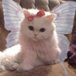 근데 거북목 <b>교정</b>하면 왜 키 커지는거?