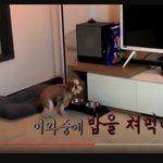 <b>Bj</b>서여라 동물학대