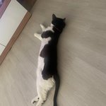 [고양이] 꽃모양 주둥이 스트릿출신 고양이4