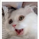 [꼭조언부탁] <b>흥미</b>있는 직업 vs 돈 되는 직업