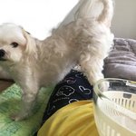 은근히 딸기를 <b>유혹</b>하는 우리 강아지님❤️