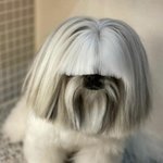 똑단발로 이미지 변신한 <b>시츄</b>