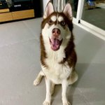 [강아지] 유기견에서 반려견으로 귀염둥이 <b>모카</b>예요