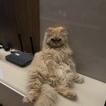 [고양이] 울집 뚱냥이 볼래??! 몸무게도 공개할게