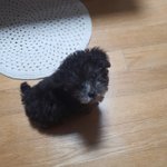 <b>실버</b>푸들입양했어요