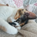 어쩌다 <b>집사</b>)울냥이  보고 힐링하고가세요